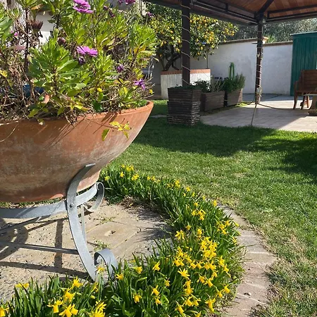 Ginkgo Francavilla Al Mare