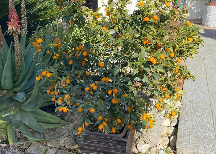 Ginkgo Oda ve Kahvaltı 3*