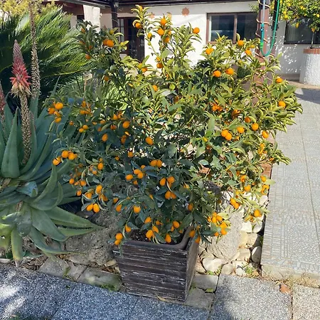 Ginkgo Alojamento de Acomodação e Pequeno-almoço 3*