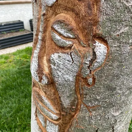 Oda ve Kahvaltı Ginkgo Francavilla Al Mare